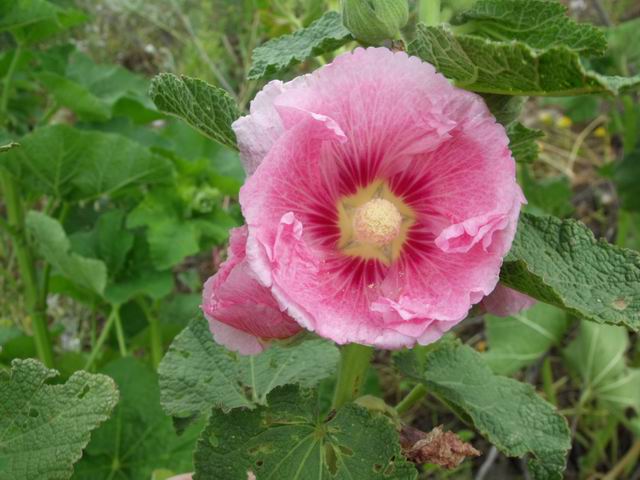 Alcea biennis / Malvone bienne
